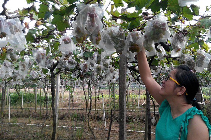 圣元家人望&ldquo;葡萄止渴&rdquo;