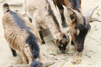 圣元電器家人來喂小山羊咯！
